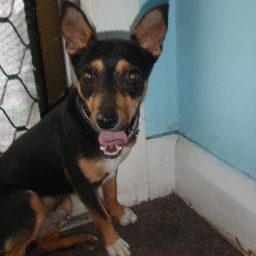 No photo for Barney ~~Goes On Trial Wed 17th March~~
