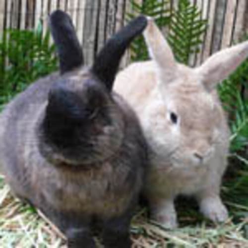 No photo for Allie And Ginger