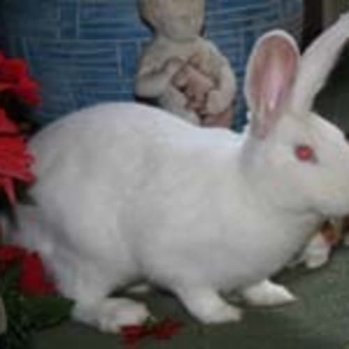 No photo for Casper