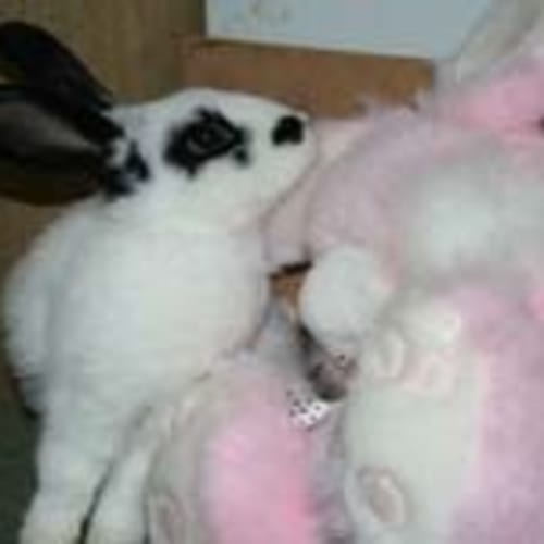 No photo for Charlie