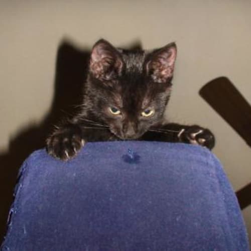 No photo for **Adoption Pending** Magellan