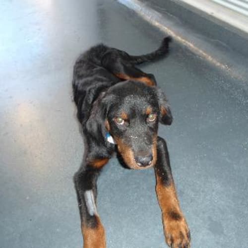 No photo for Imp # K50642