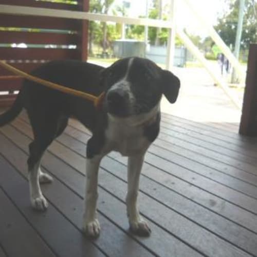 No photo for Imp # K53932