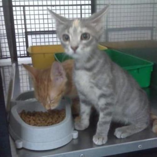 No photo for Imp # K53912