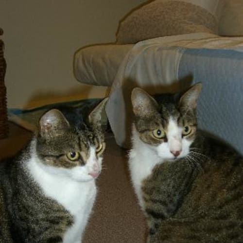 No photo for Freckles & Boy