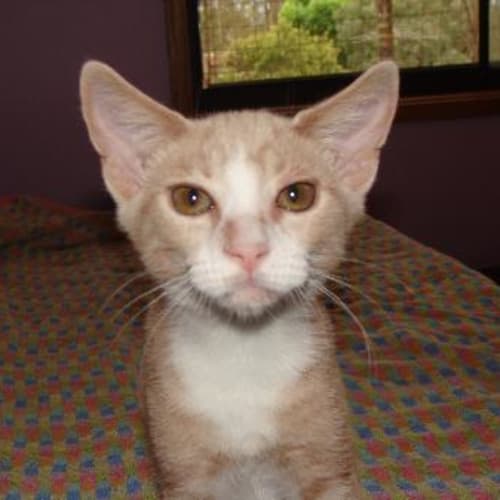 No photo for Ruben**Has Gone Into A Trial Adoption 22/05/10**