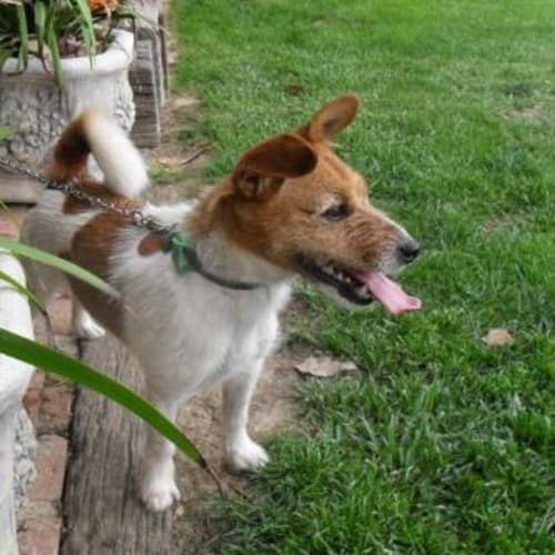 No photo for "Kirby"   Family Friendly Little Fella