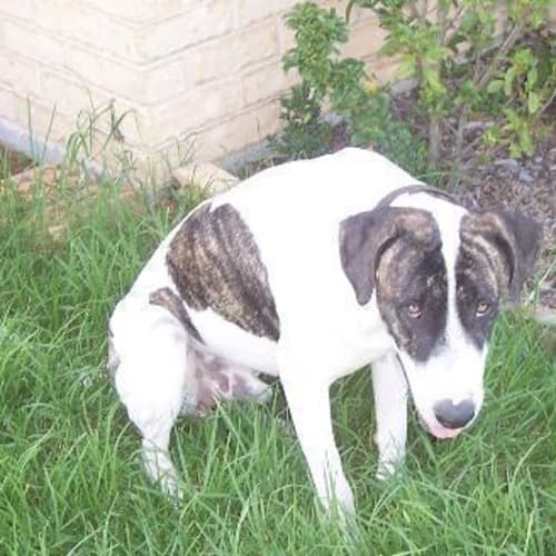 No photo for Buster On Trial