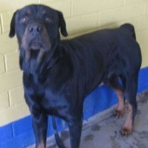 No photo for Rfs 10265