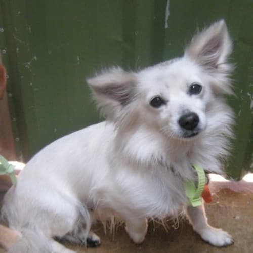 No photo for Melody **Now Adopted**