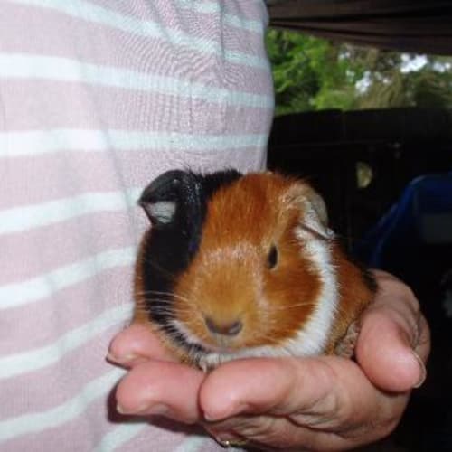 No photo for Callipo