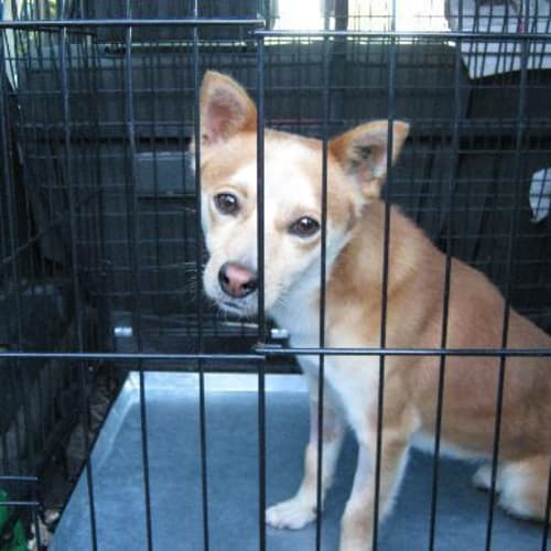 No photo for Foxie Boy