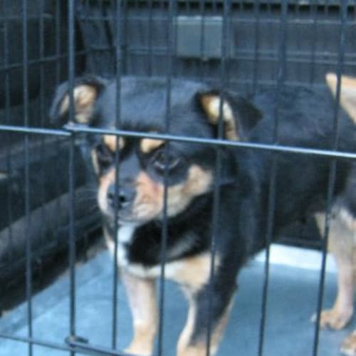 No photo for Snuffles