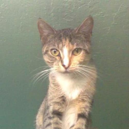 No photo for Hoot (On Hold)