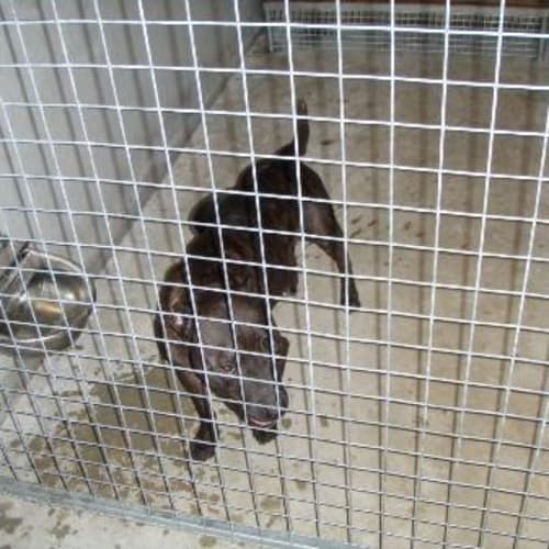 No photo for *Adoption Pending*Daisy On Death Row Urgent :(