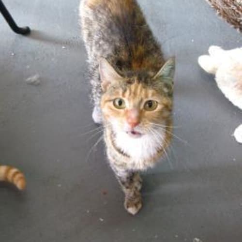 No photo for Sunflower