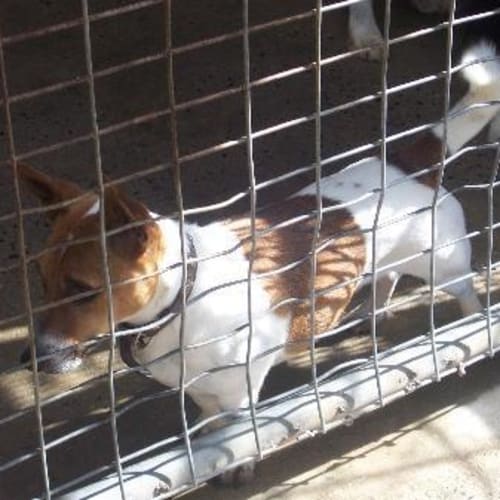 No photo for Billie Adoption Pending