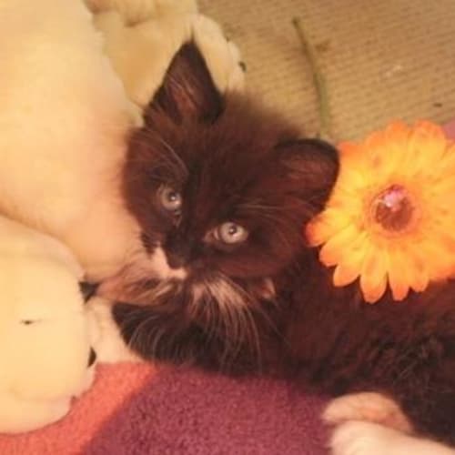 No photo for Blossom   Adopted