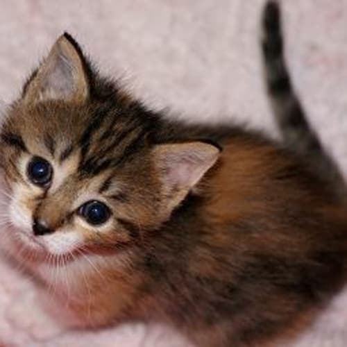 No photo for 1 X Little Angel (Female)