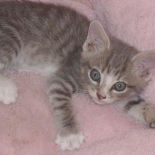 No photo for Misty  Adopted