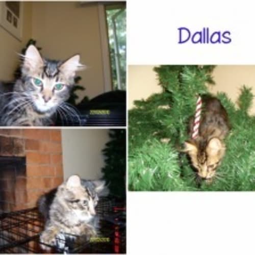 No photo for Dallas