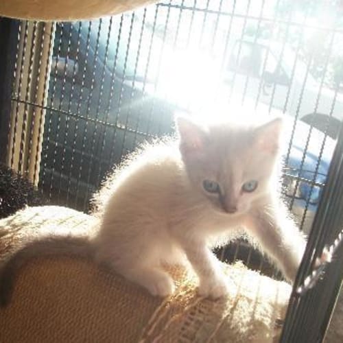 Cleoptra ( Adoption Pending )