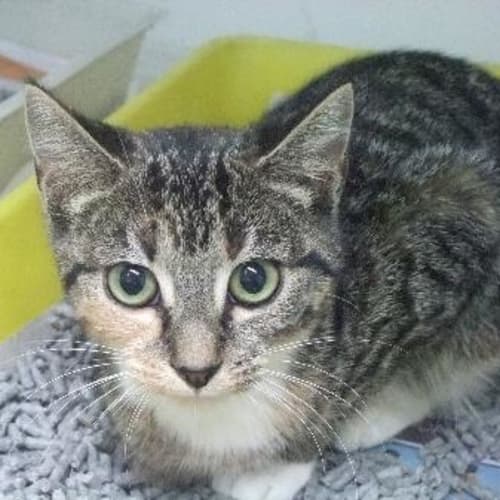 Anna-Belle Ref C4878