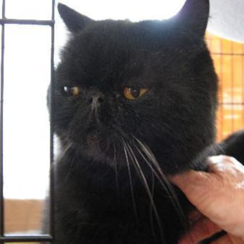 Blackie