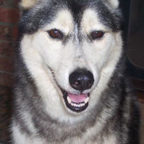 Zac
