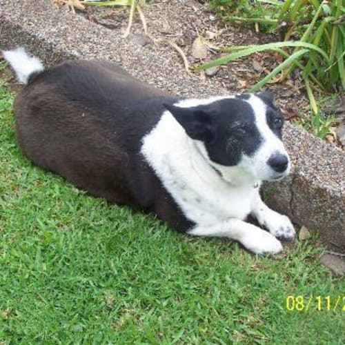 No photo for Bessy I Found My Forever Home