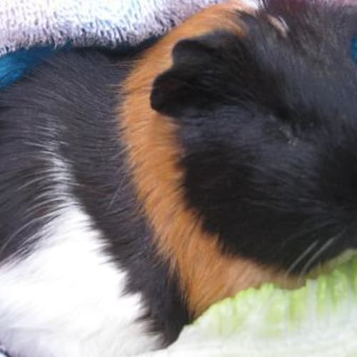 No photo for Raspberry ~(Adoption Pending)
