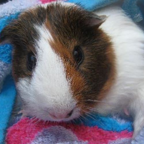 No photo for Dinky ~On Hold~