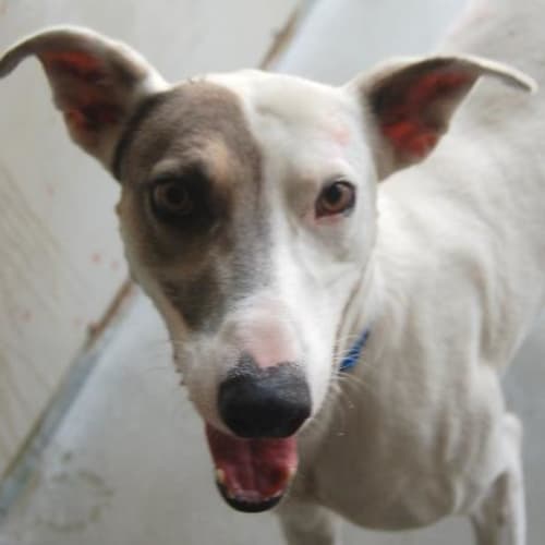 No photo for Stryder