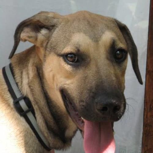 No photo for Hudson   Adoption Pending