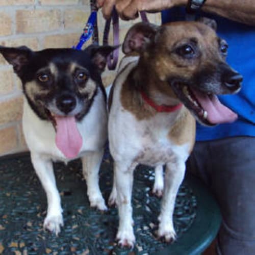 Turbo (And Mindy) Are Trying A New Home!
