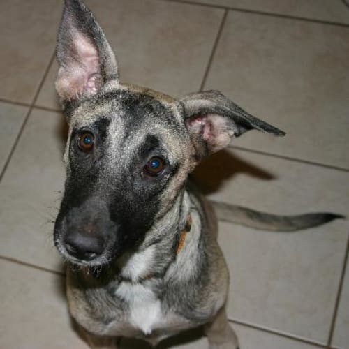 No photo for **Adoption Pending** Tabitha