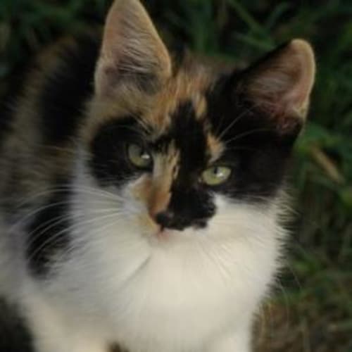 No photo for Agatha *Adoption Pending*