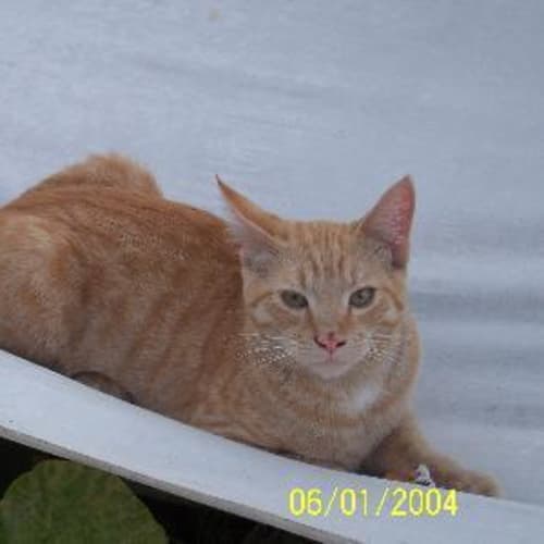 Gingi