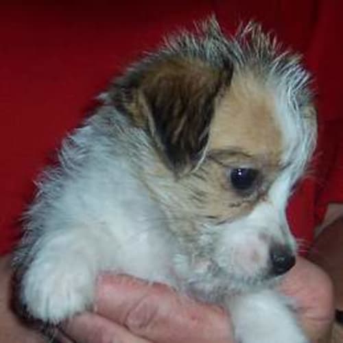 No photo for Jack Russell Puppies