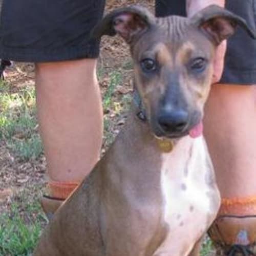 No photo for Millie (Tag D1544)   Adopted
