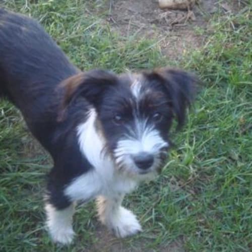No photo for Taffy   Adoption Pending