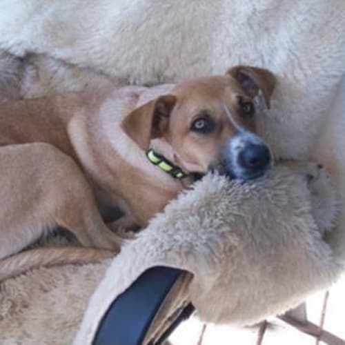 No photo for Hazel/Adoption Pending