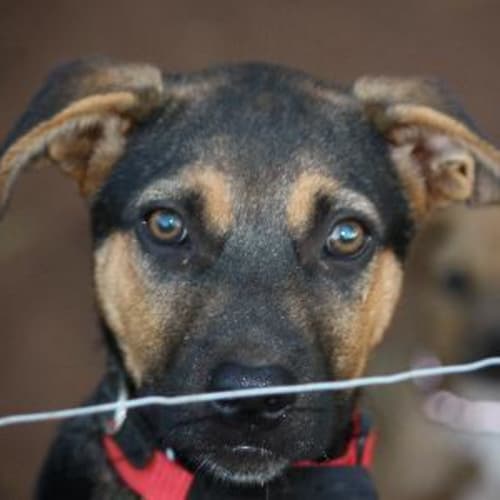 No photo for Rocki Adoption Pending
