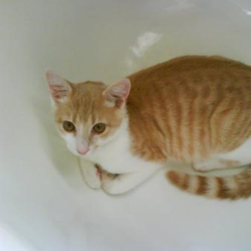 No photo for Henry The Cat