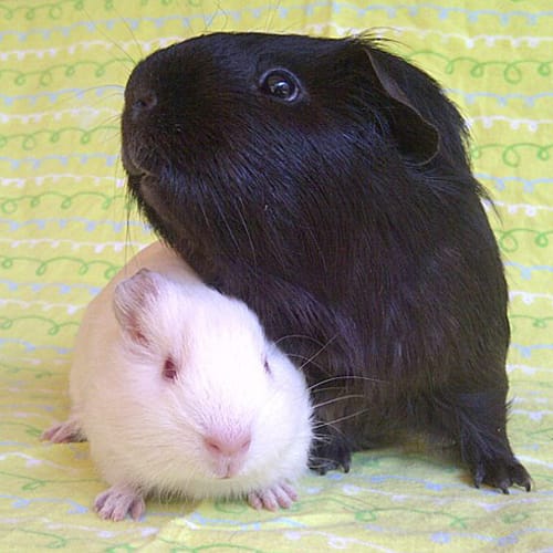 No photo for Bradley And Benjamin (Special Home Needed)