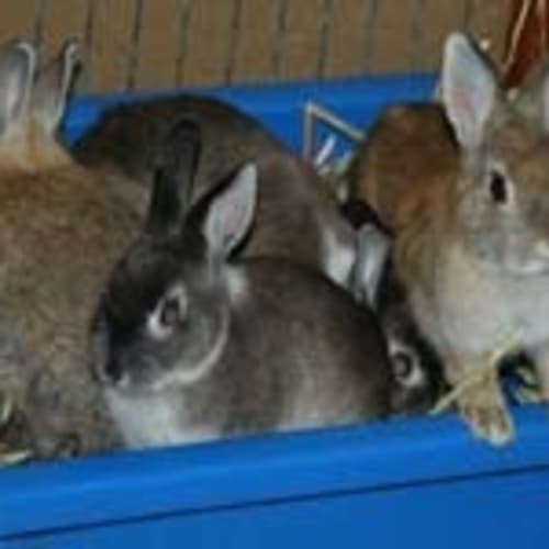 Toby, Tim, Topaz and Tinker