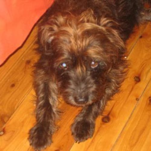 No photo for Buffie  Can Someone Please Give Me A Home