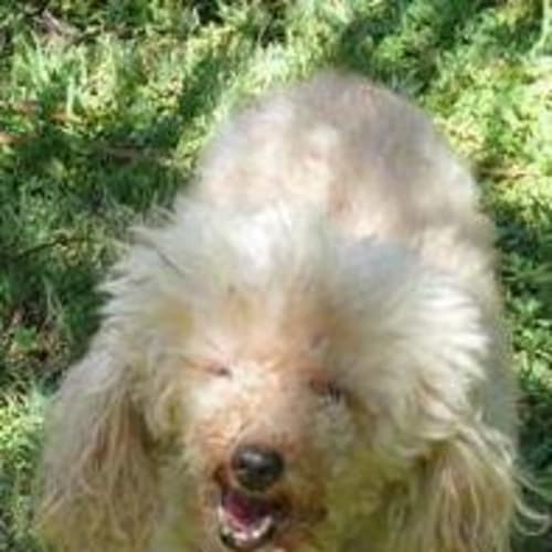No photo for Missy *Adopted* (Tag D1547)