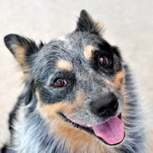 No photo for Dash *Adoption Pending*