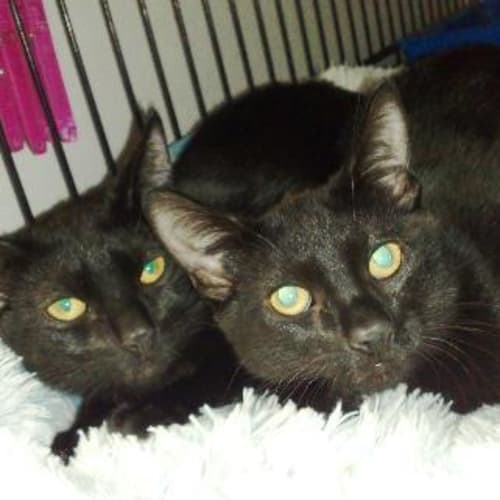 No photo for Willow And Whisper